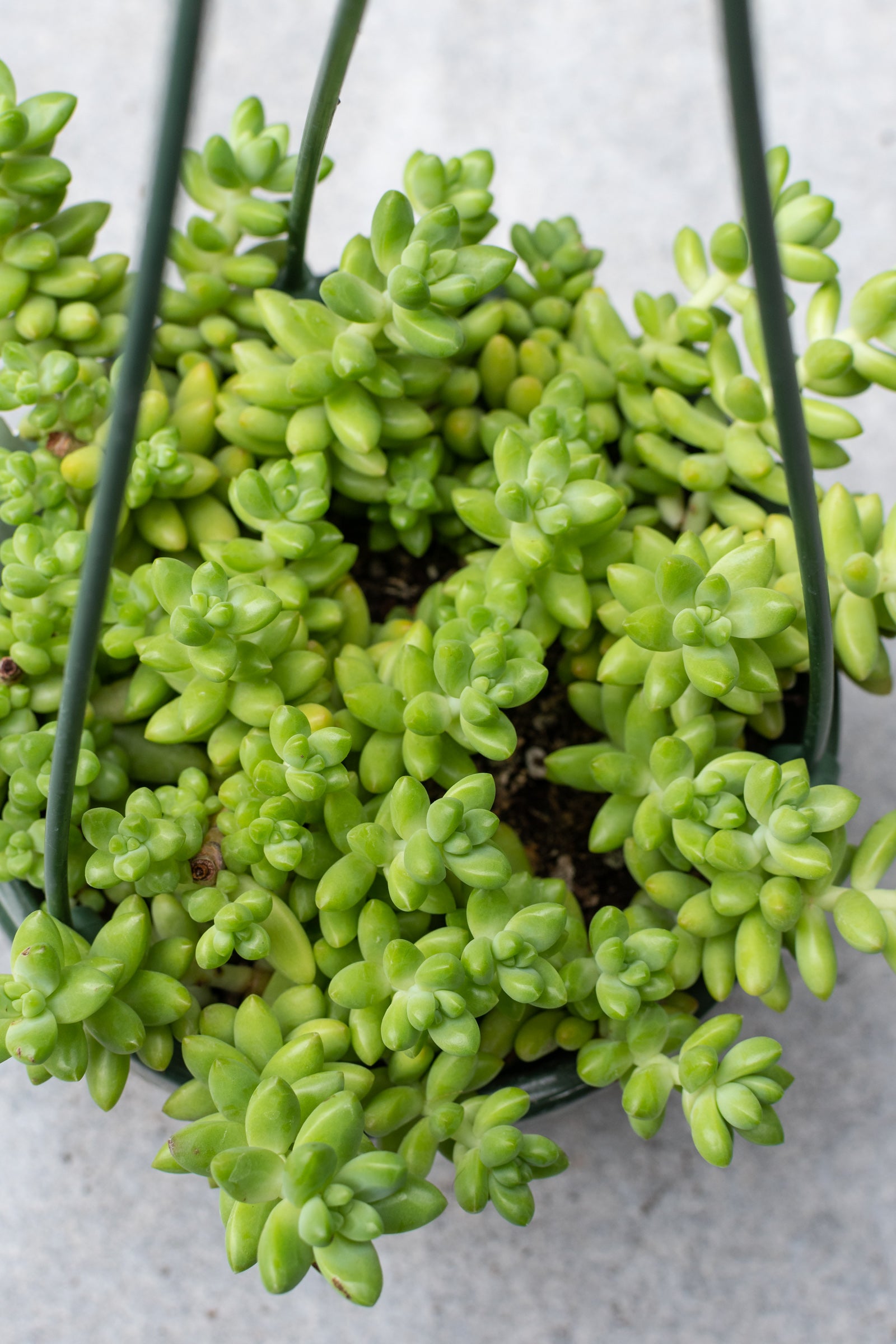Sedum hybrid 6"