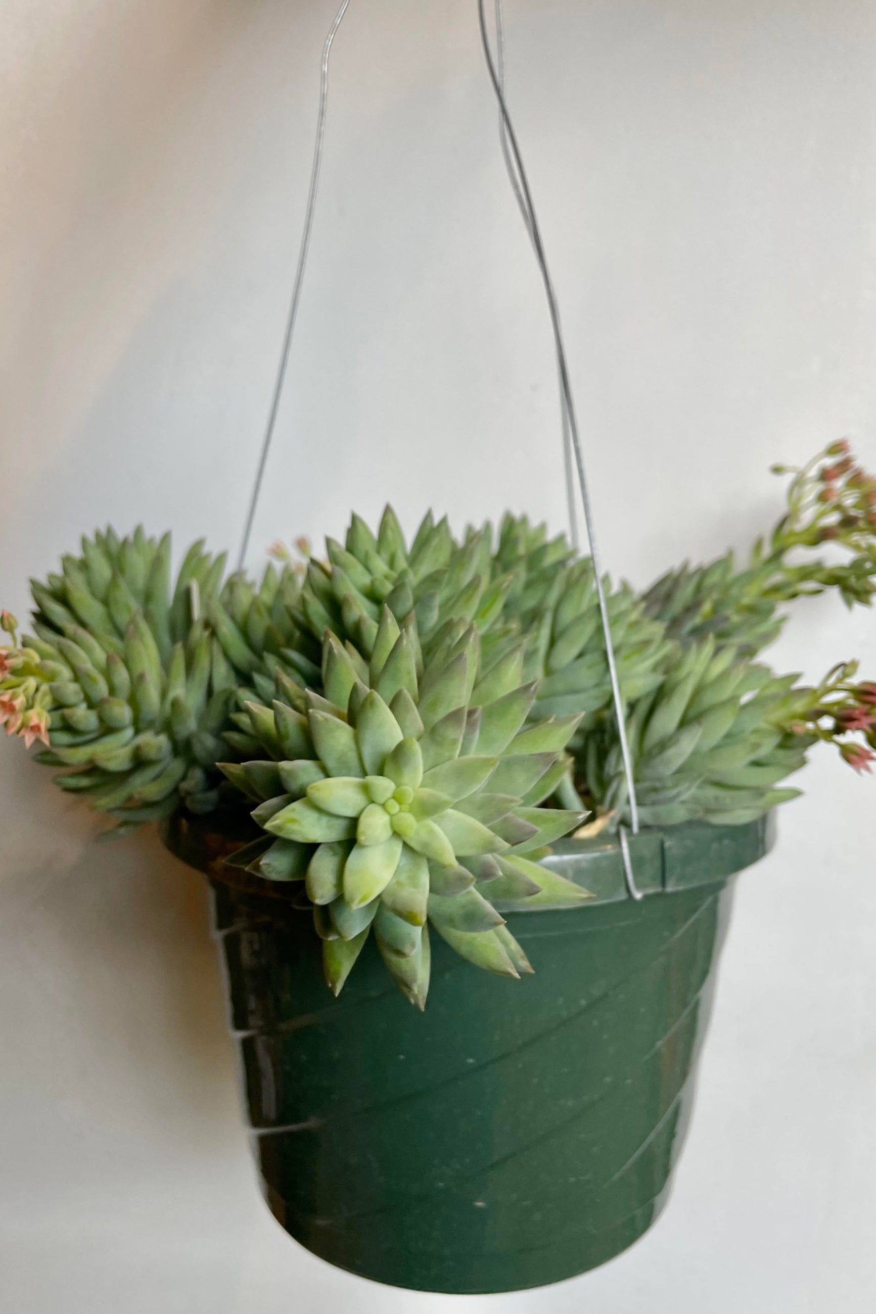 The Sedum hybrid 8" hangs in a basket against a white backdrop. ©Sprout Home