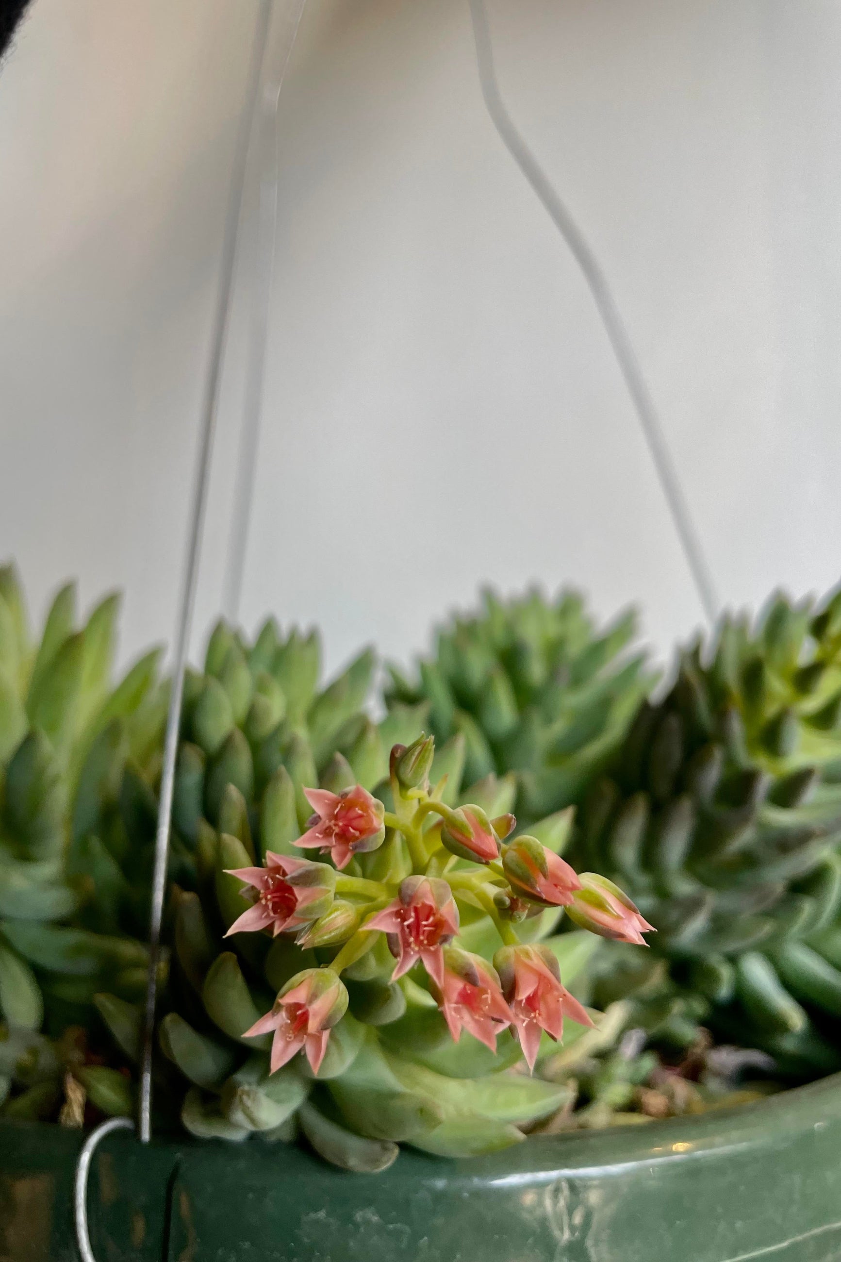 A detailed look at the Sedum hybrid 8" ©Sprout Home