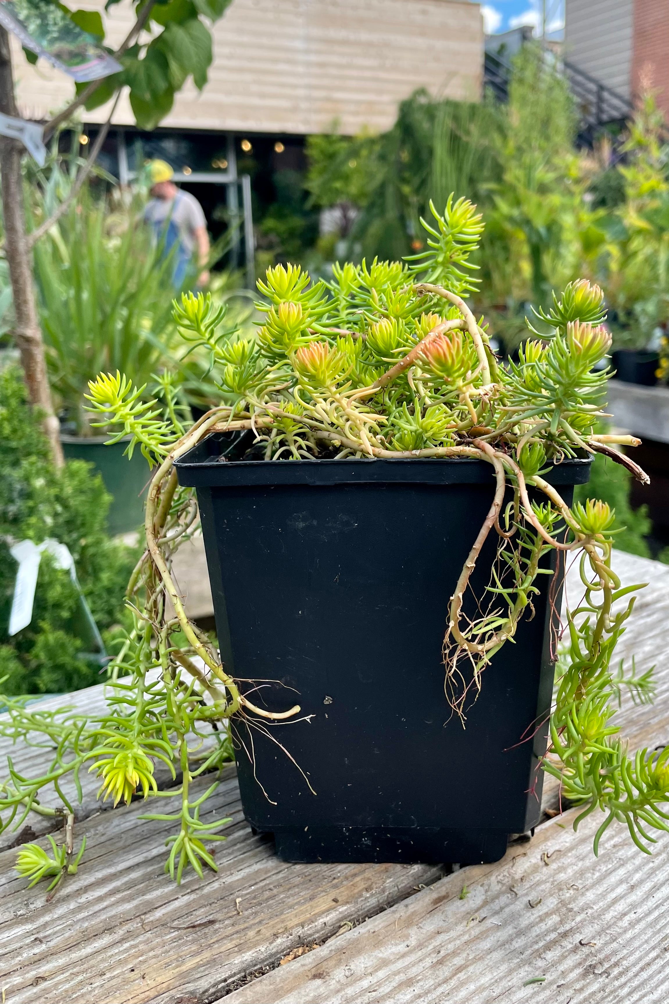 quart size pot of Sedum 'Angelina' the end of July showing the thick bright yellow green cylindrical leaves. 