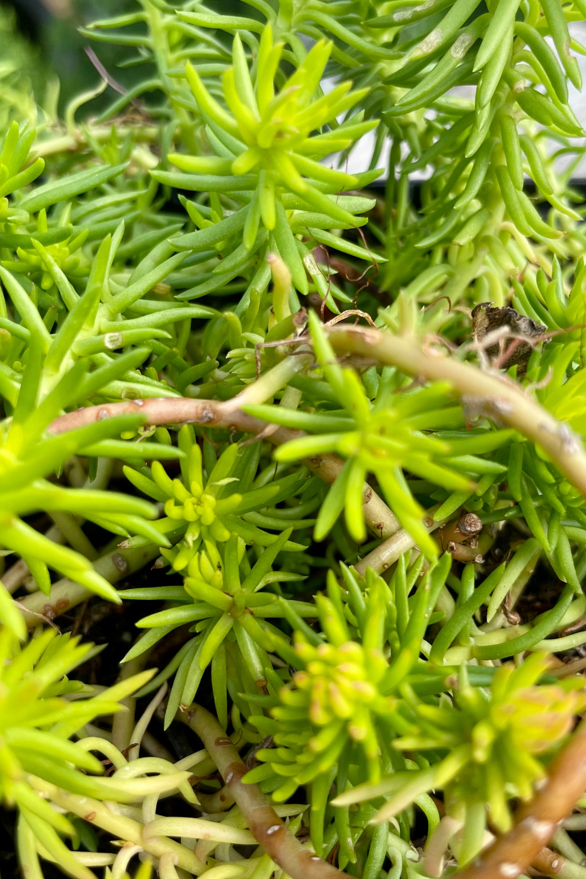 The bright yellow green thick cylindrical leaves the end of July at Sprout Home. 