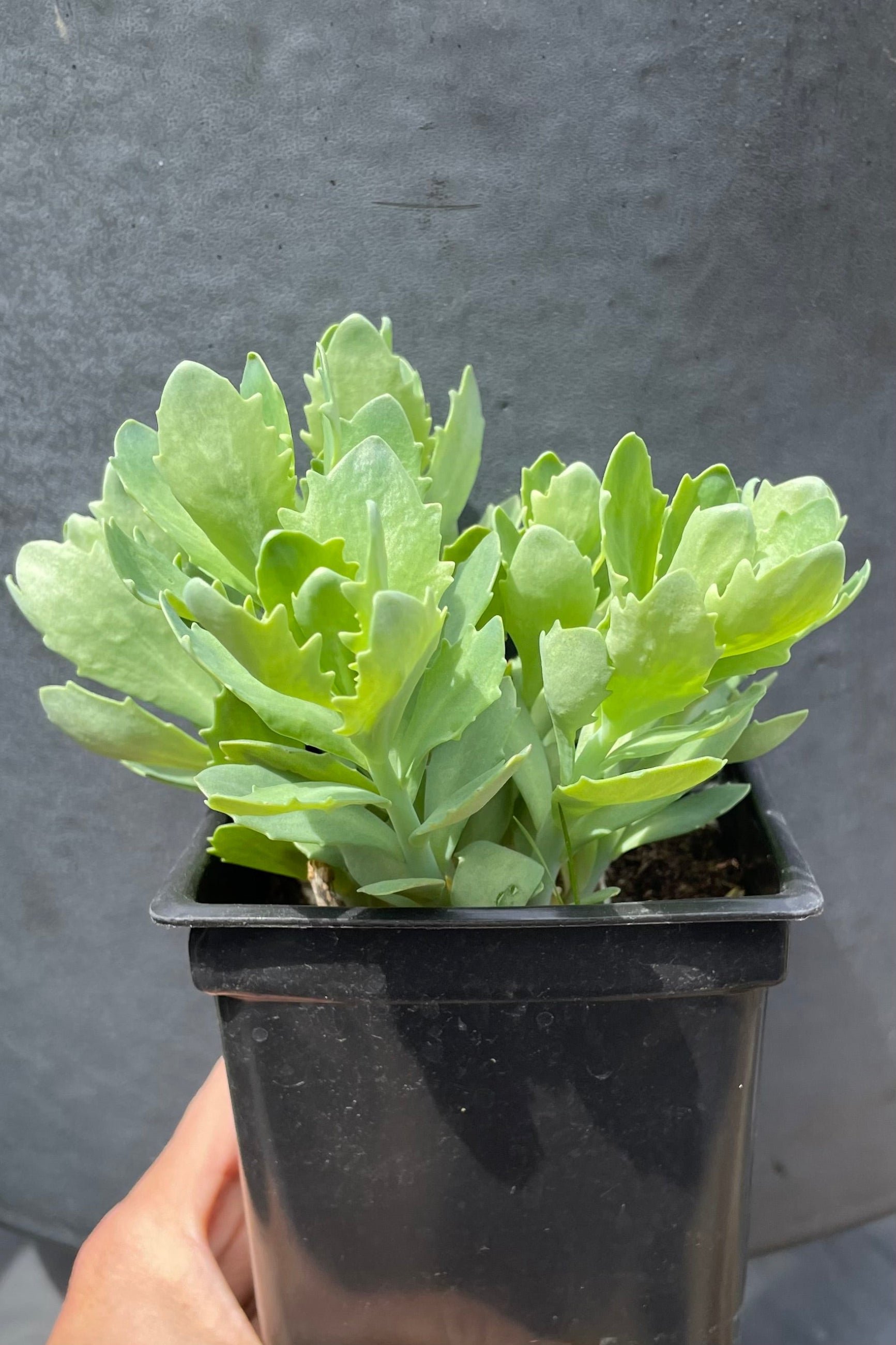Sedum 'Autumn Joy' in a 1qt pot the middle of April just starting to flush with bright green thick leaves against a gray wall at Sprout Home. ©Sprout Home
