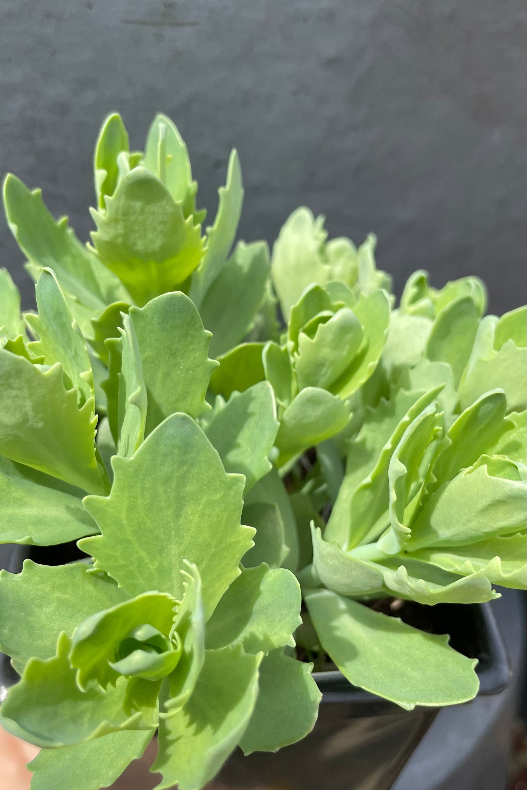 Detail picture of the thick ruffly looking green leaves of Sedum 'Autumn Joy' the middle of April at Sprout Home. ©Sprout Home