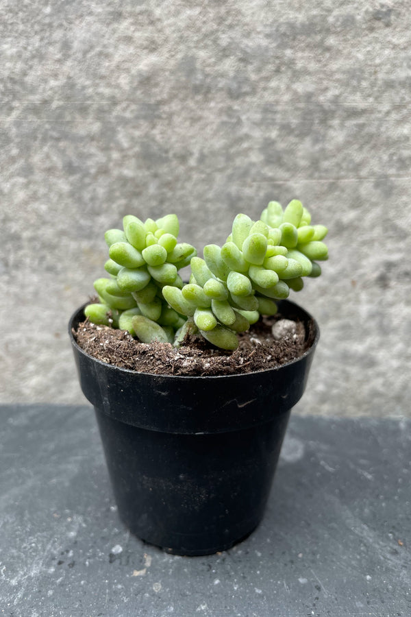 Sedum morganianum "Burro's Tail" 2.5"