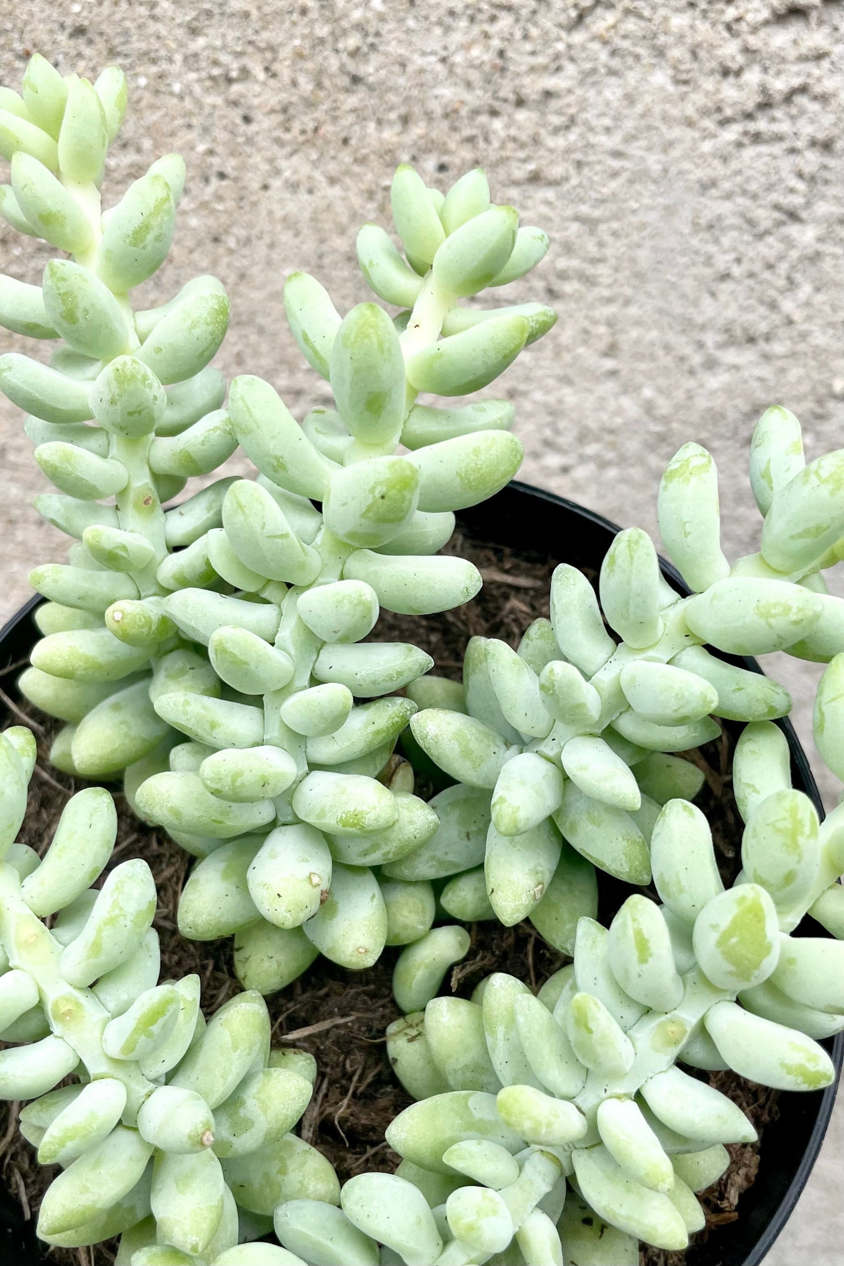 An overhead detailed view of the 3.5" Sedum morganianum "Burro's Tail" against a concrete backdrop ©Sprout Home