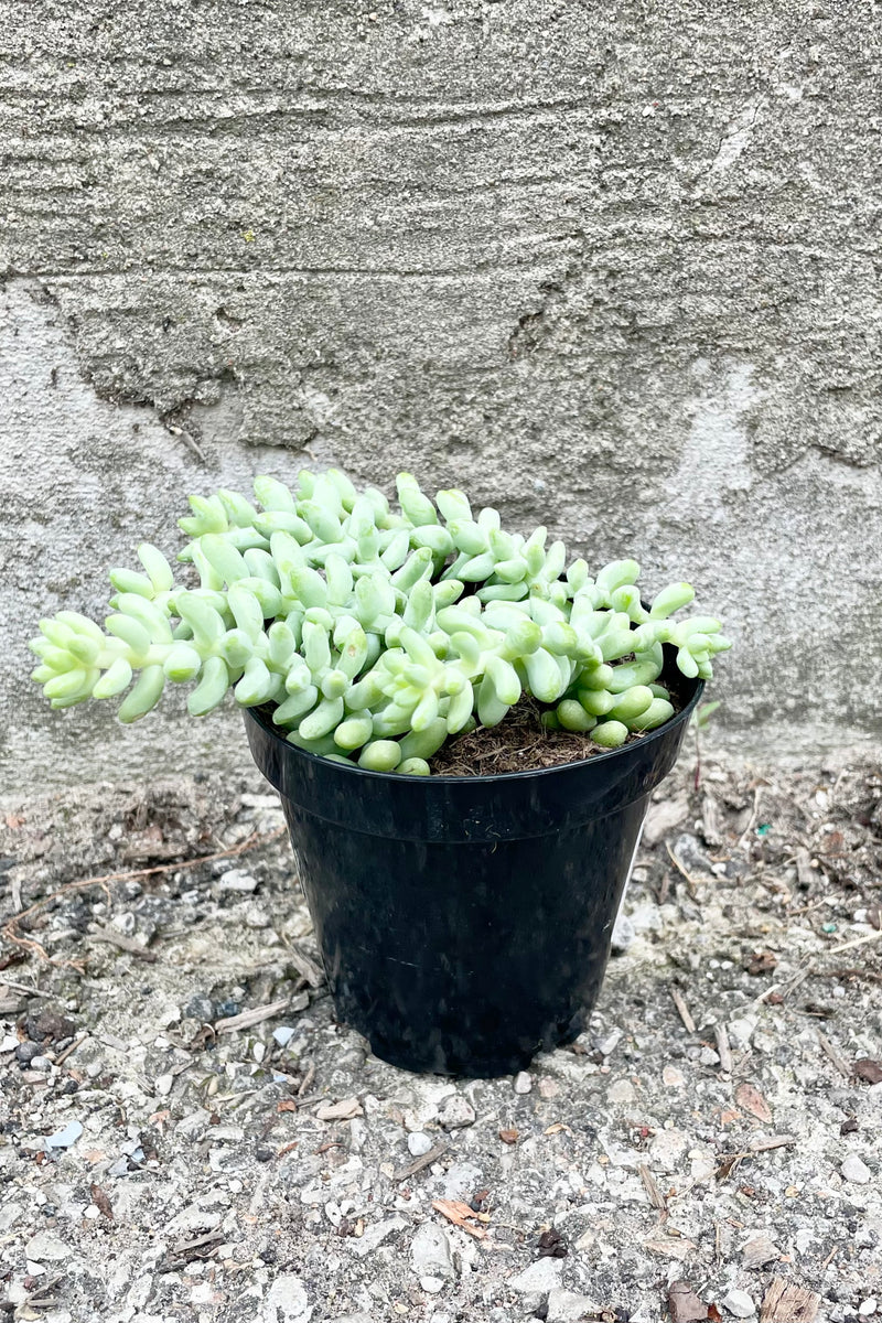 A frontal view of the 3.5" Sedum morganianum "Burro's Tail" against a concrete backdrop