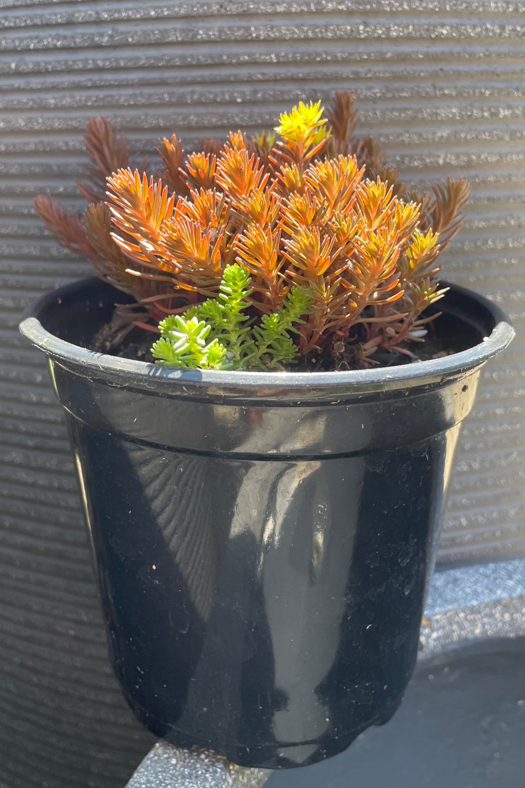 quart pot of Sedum 'Chocolate Ball' stonecrop in bloom mid July with a yellow flower and bronze foliage at Sprout Home. ©Sprout Home
