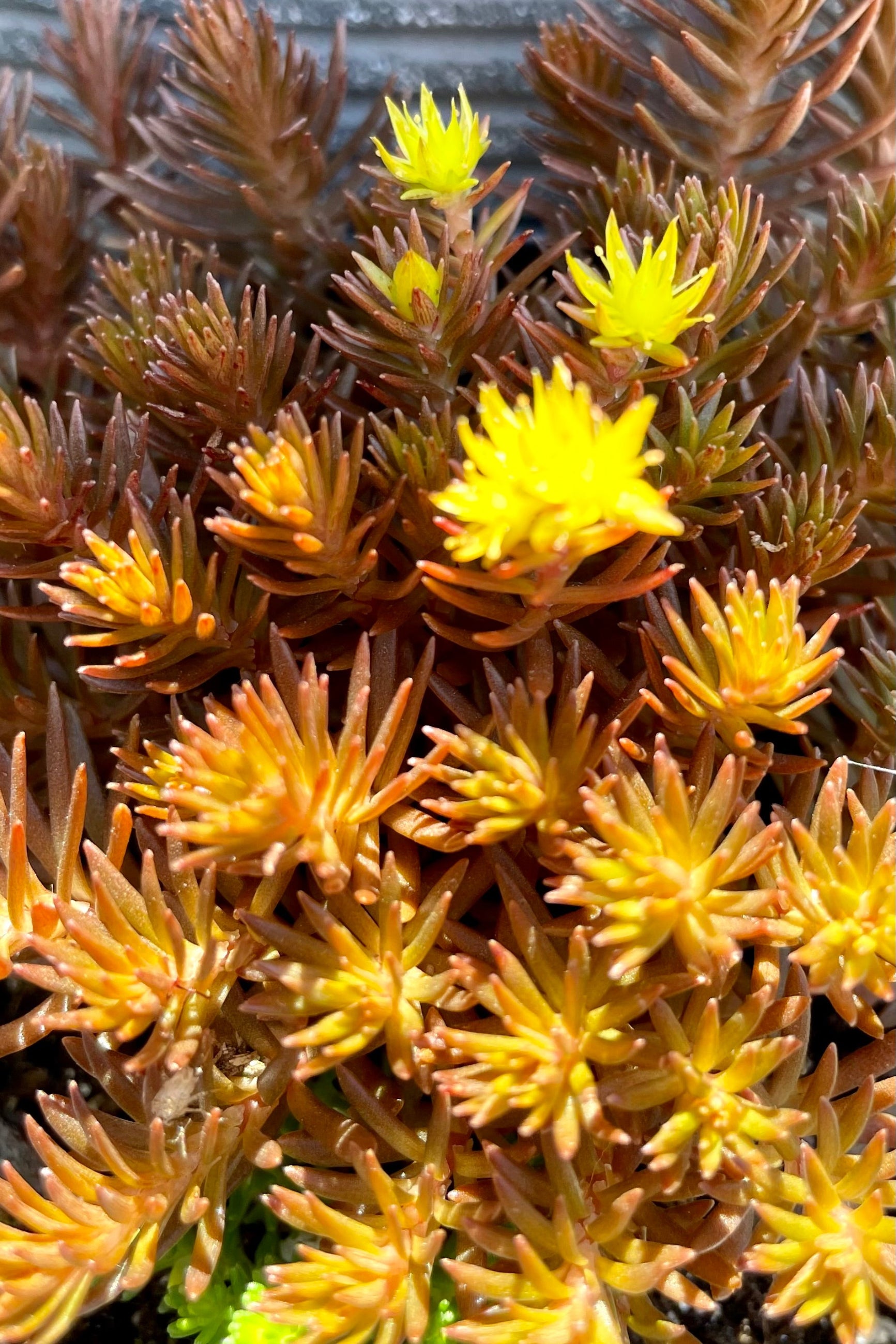 The bronze succulent foliage and yellow flowers of 'Chocolate Ball' Sedum in mid July at Sprout Home. ©Sprout Home