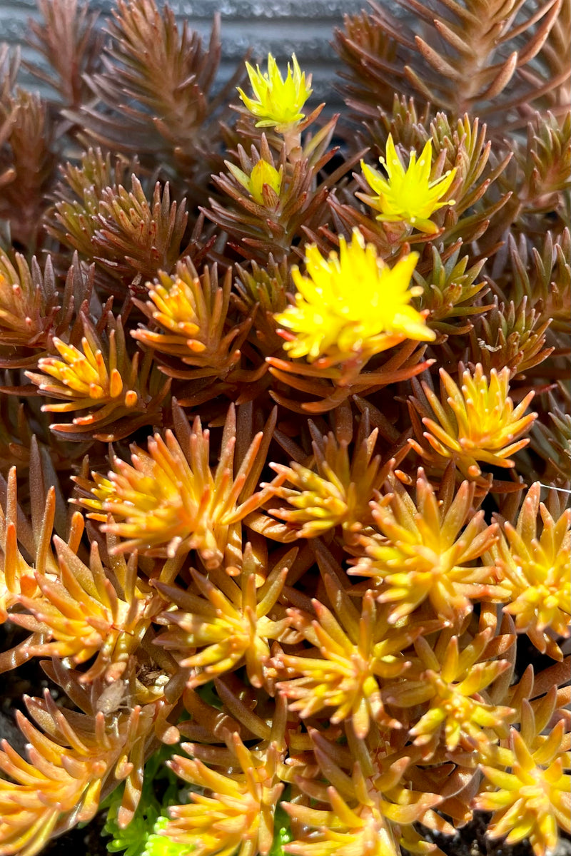 The bronze succulent foliage and yellow flowers of 'Chocolate Ball' Sedum in mid July at Sprout Home.