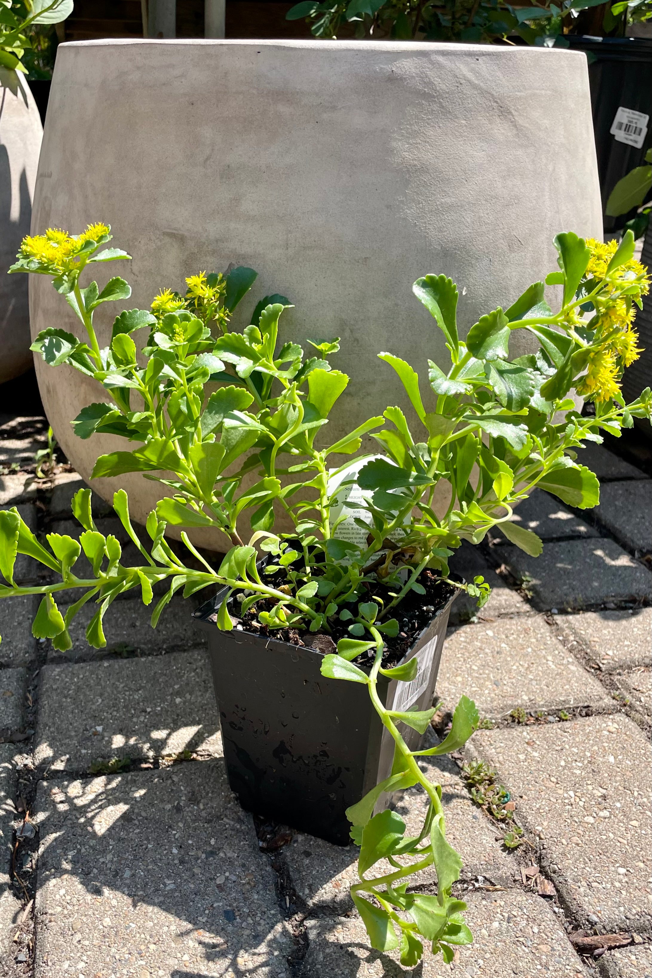 1 quart size pot of Sedum kamtschaticum in bloom showing the bright yellow flowers in front of a decorative terracotta pot the end of June at Sprout Home.