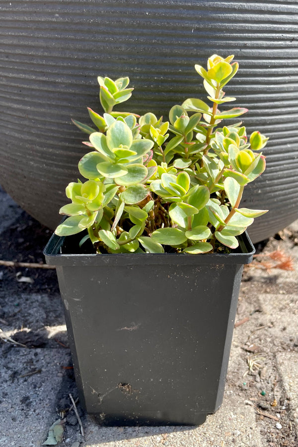 Sedum 'Lime Twister' in a 1 quart pot the end of June showing the thick succulent variegated leaves against a gray back ground at Sprout Home.