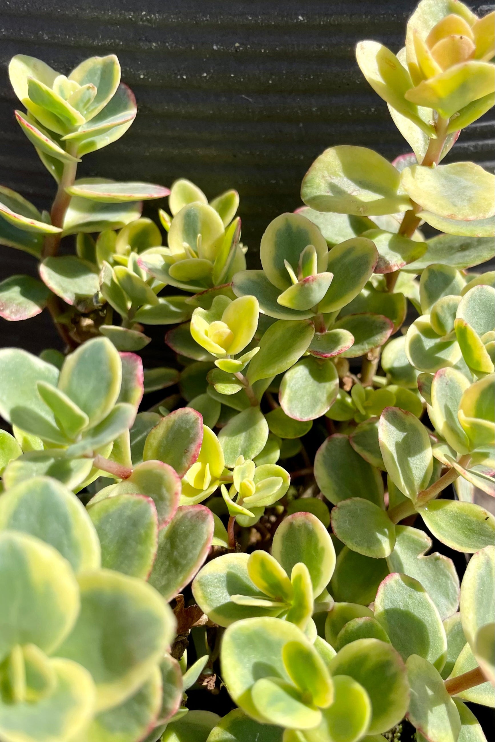 Detail shot of the variegated lemon, green and pink leaves of Sedum 'Lime Twister' the end of June at Sprout Home. ©Sprout Home ©Sprout Hom