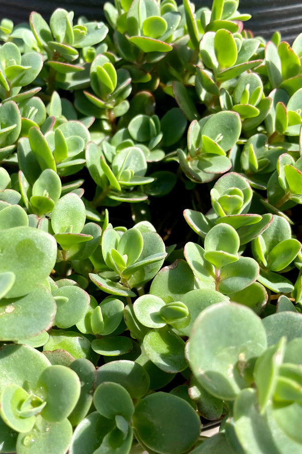 close up picture of the lime green with pink edged thick succulent like leaves of the Sedum 'Lime Zinger' at the end of June at Sprout Home.