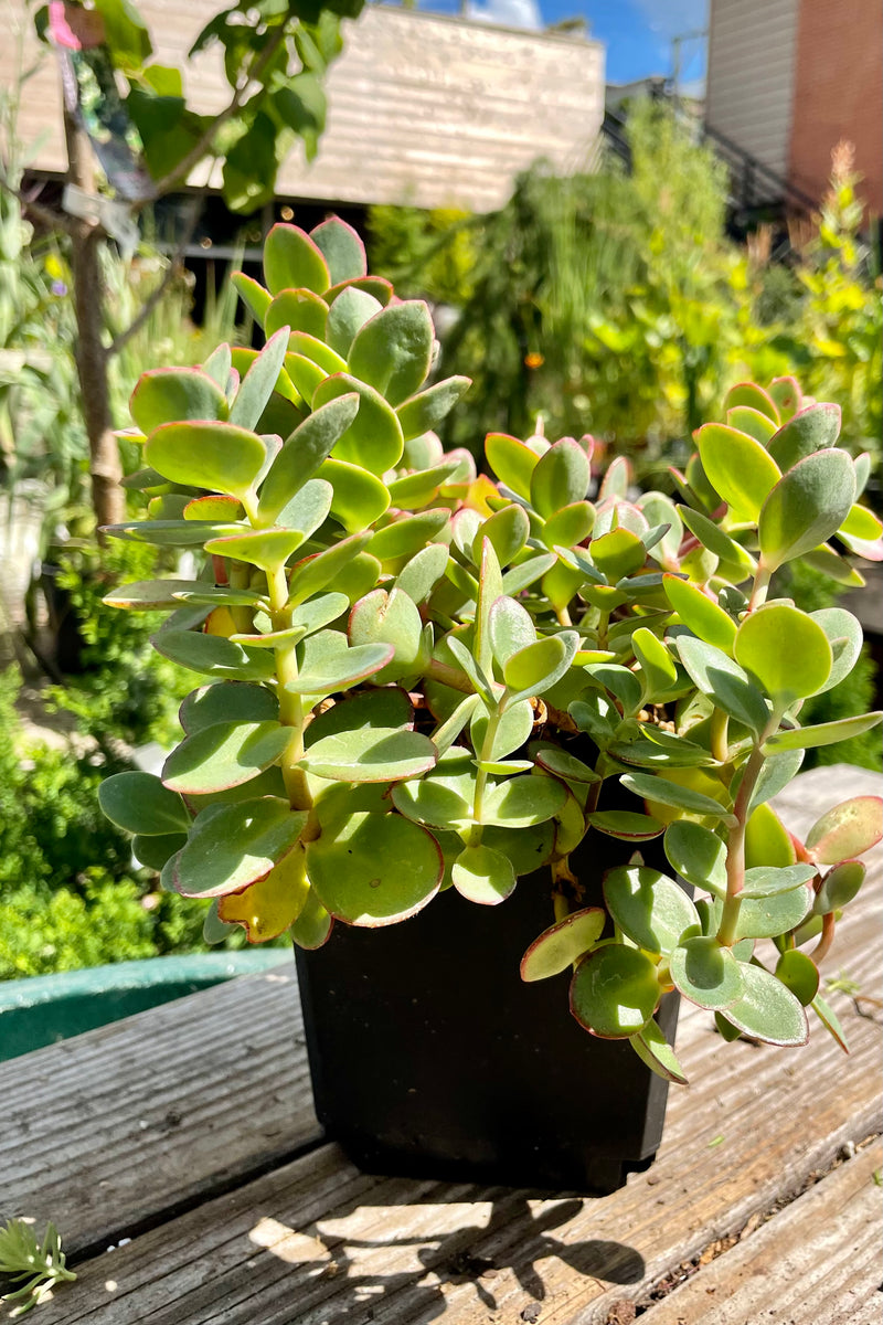 1 quart of Sedum 'Lime Zinger' the end of July showing the thick leaves with shades of green, blue and pink edges. 
