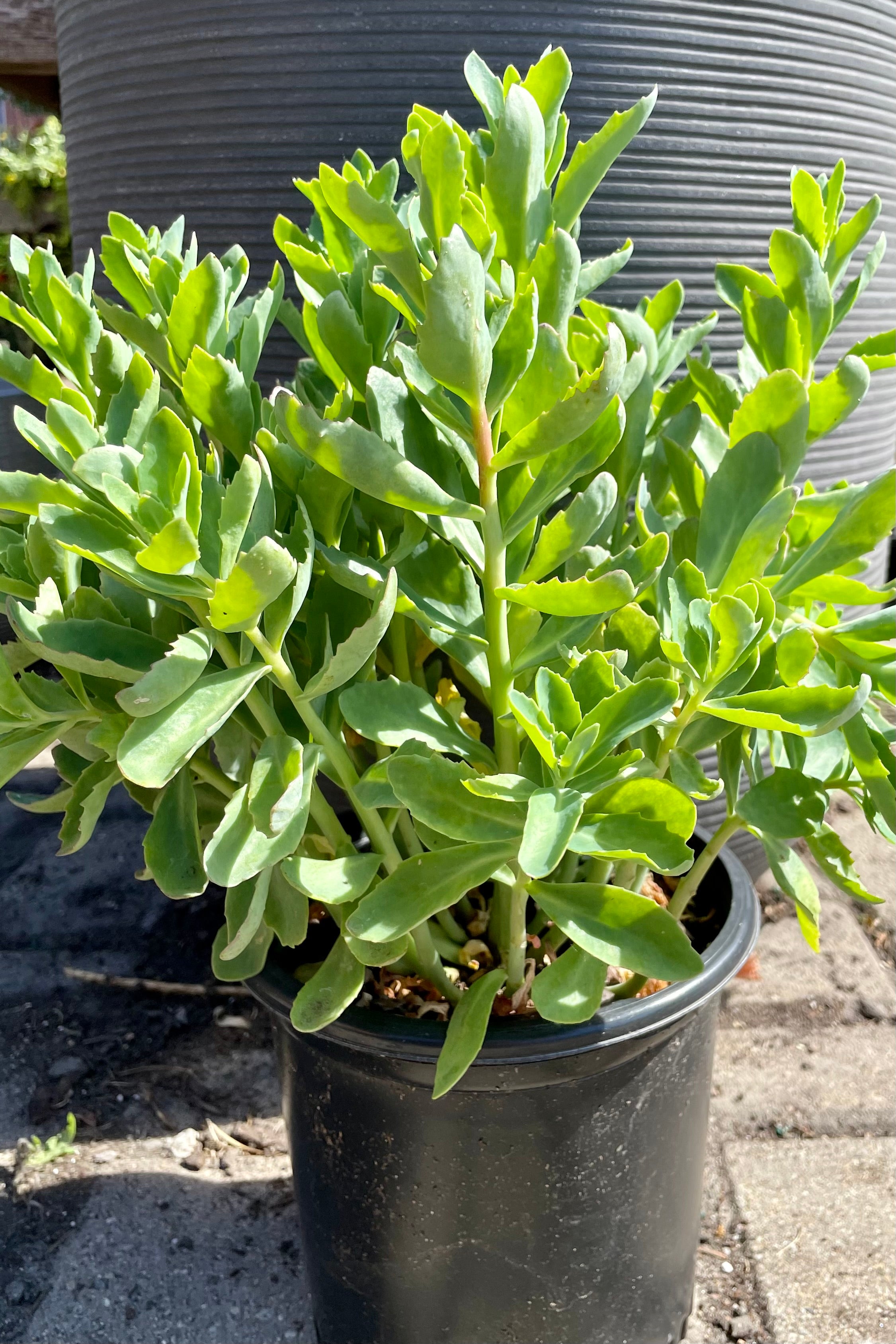 #1 size pot of Sedum 'Munstead Dark Red' showing the succulent thick green leaves prior to bloom the end of June at Sprout Home.