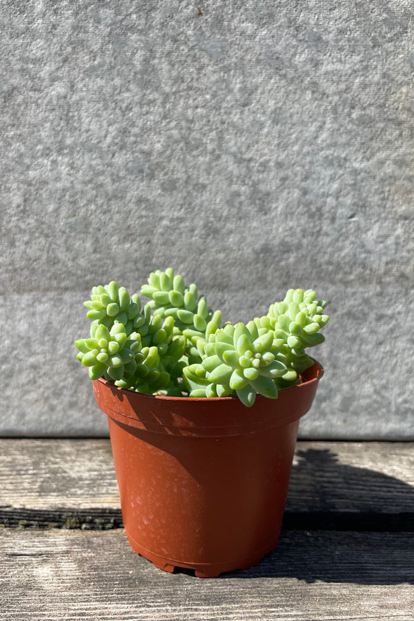 Sedum morganianum "Burro's Tail" 4" in a orange growers pot against a grey wall