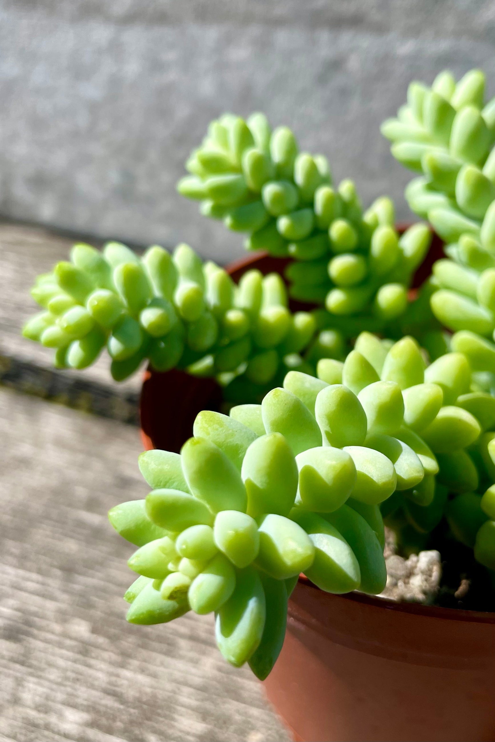 A detailed look at Sedum morganianum "Burro's Tail" 4" against a grey wall ©Sprout Home