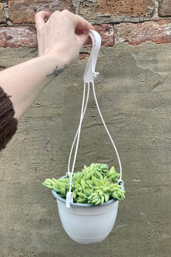 detail of Sedum morganianum "Burro's Tail" 6" HB white haning growers pot with  light green succulent 'tails' against a grey wall