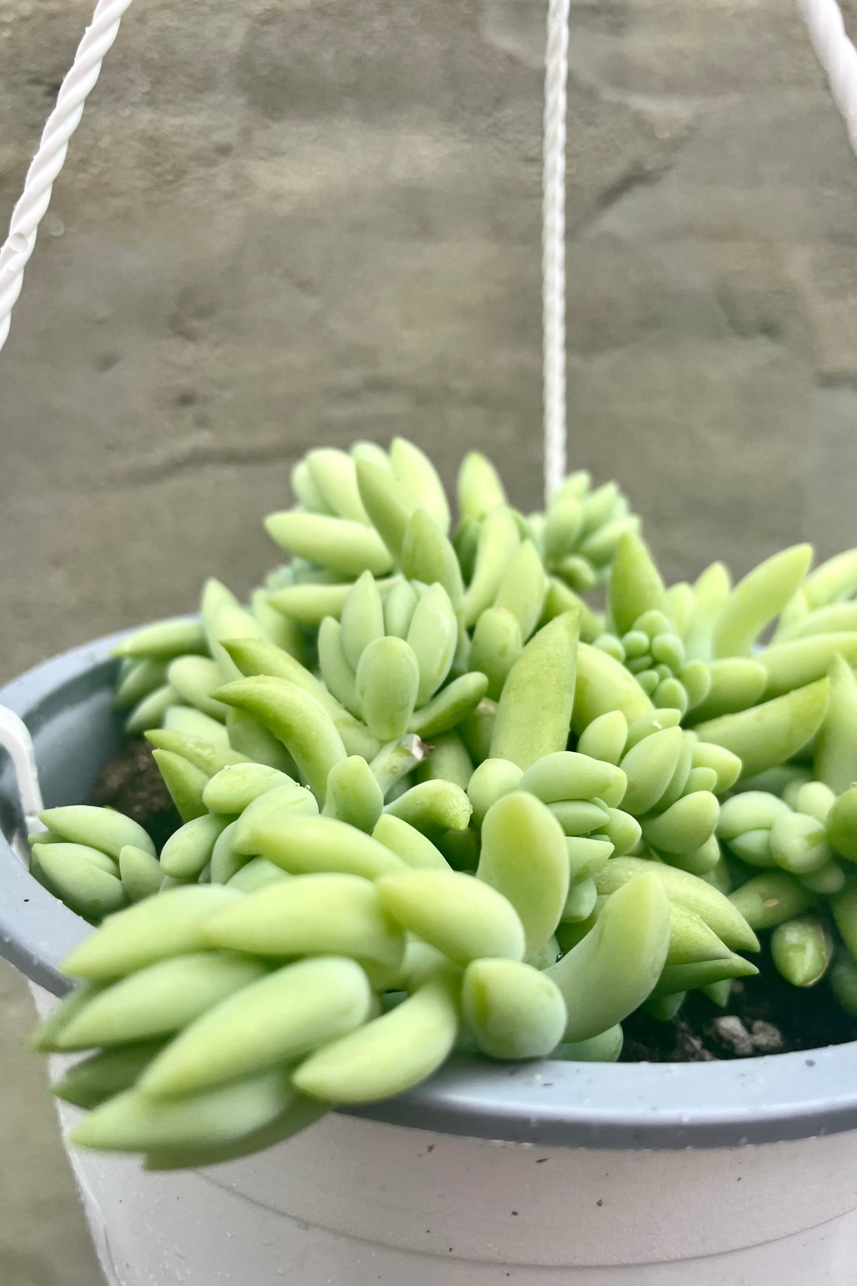 detail of Sedum morganianum "Burro's Tail" 6" HB light green succulent 'tails' against a grey wall ©Sprout Home