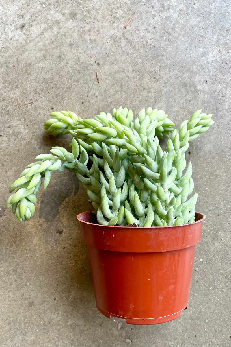 Sedum morganianum "Burros' Tail / Burrito" in a 4" growers pot at Sprout Home. 