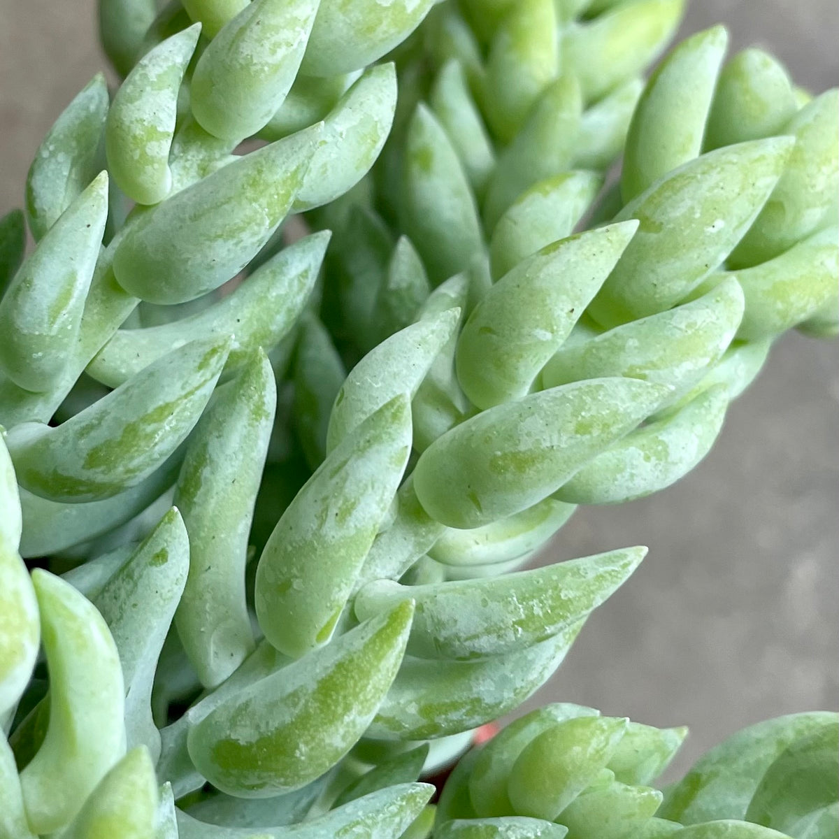 Sedum morganianum 