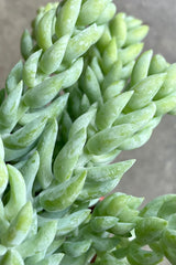 Up close picture of the thick body segments of the Sedum 'Burros Tail / Burrito" at Sprout Home.