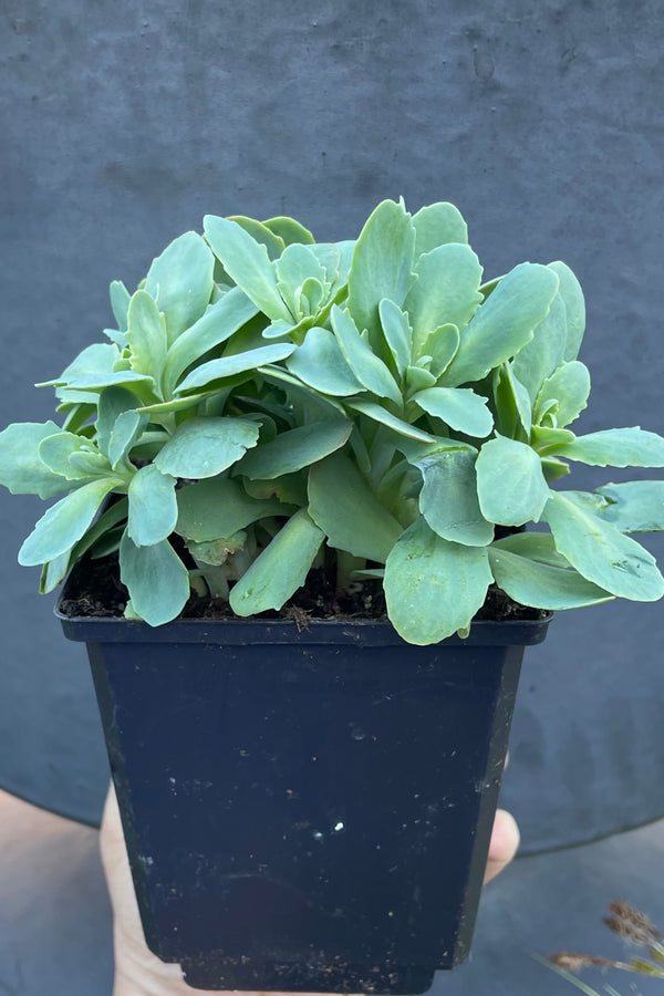 Sedum 'Neon' just getting a start mid April before budding in a 1qt size pot showing the thick gray green leaves. 