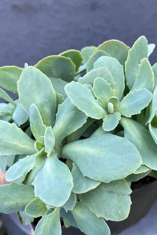 The blue green thick leaves of the Sedum 'Neon' in April at Sprout Home. 