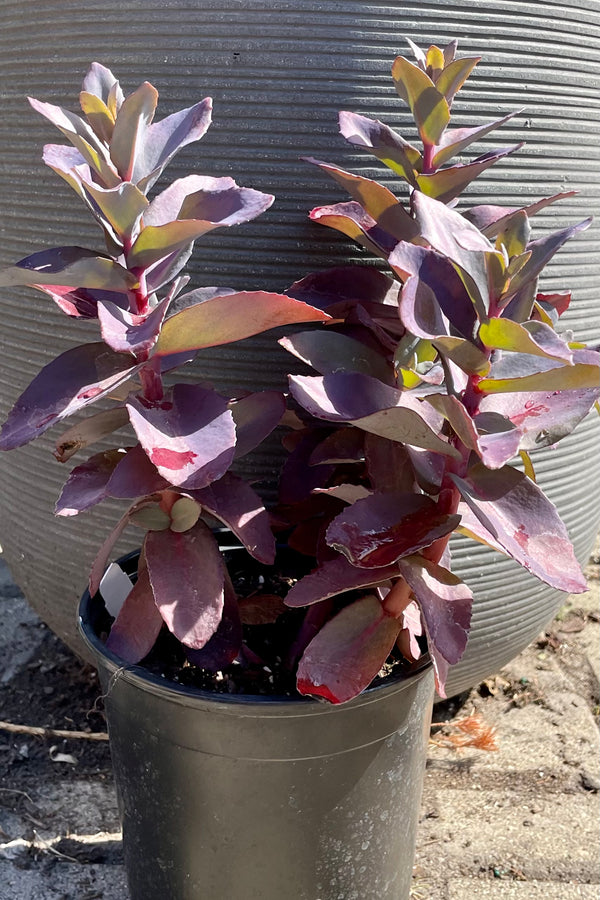 #1 pot size of Sedum 'Oriental Dancer' with its purple green thick leaves in from of a grey background the end of June at Sprout Home.