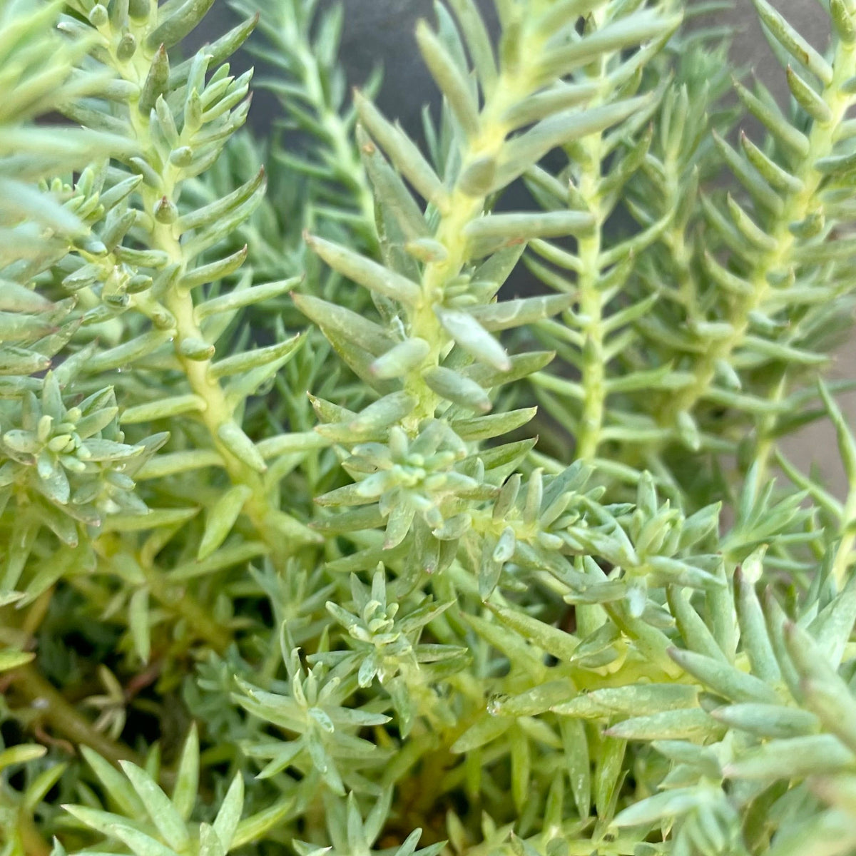 blue spruce stonecrop succulent Sedum reflexum 'Blue Spruce' (Stonecrop) No. 1 / Single