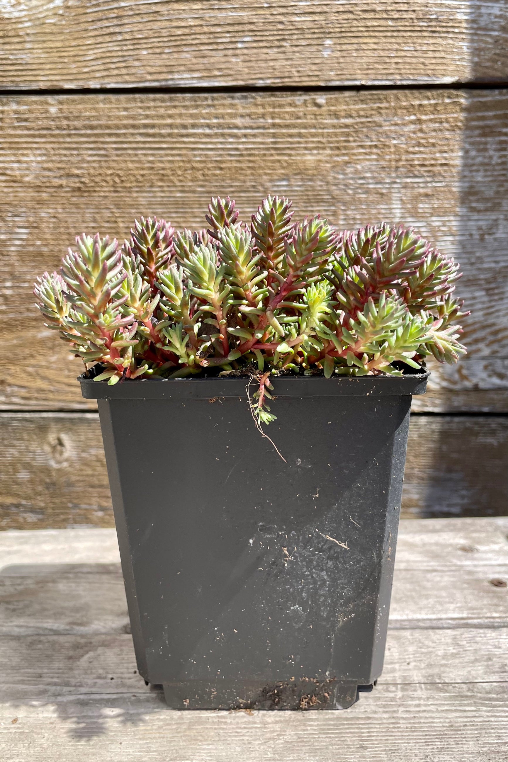 Sedum 'Red Wiggle' in a 1 qt. growers pot the middle of April against a wood fence at Sprout Home. ©Sprout Home