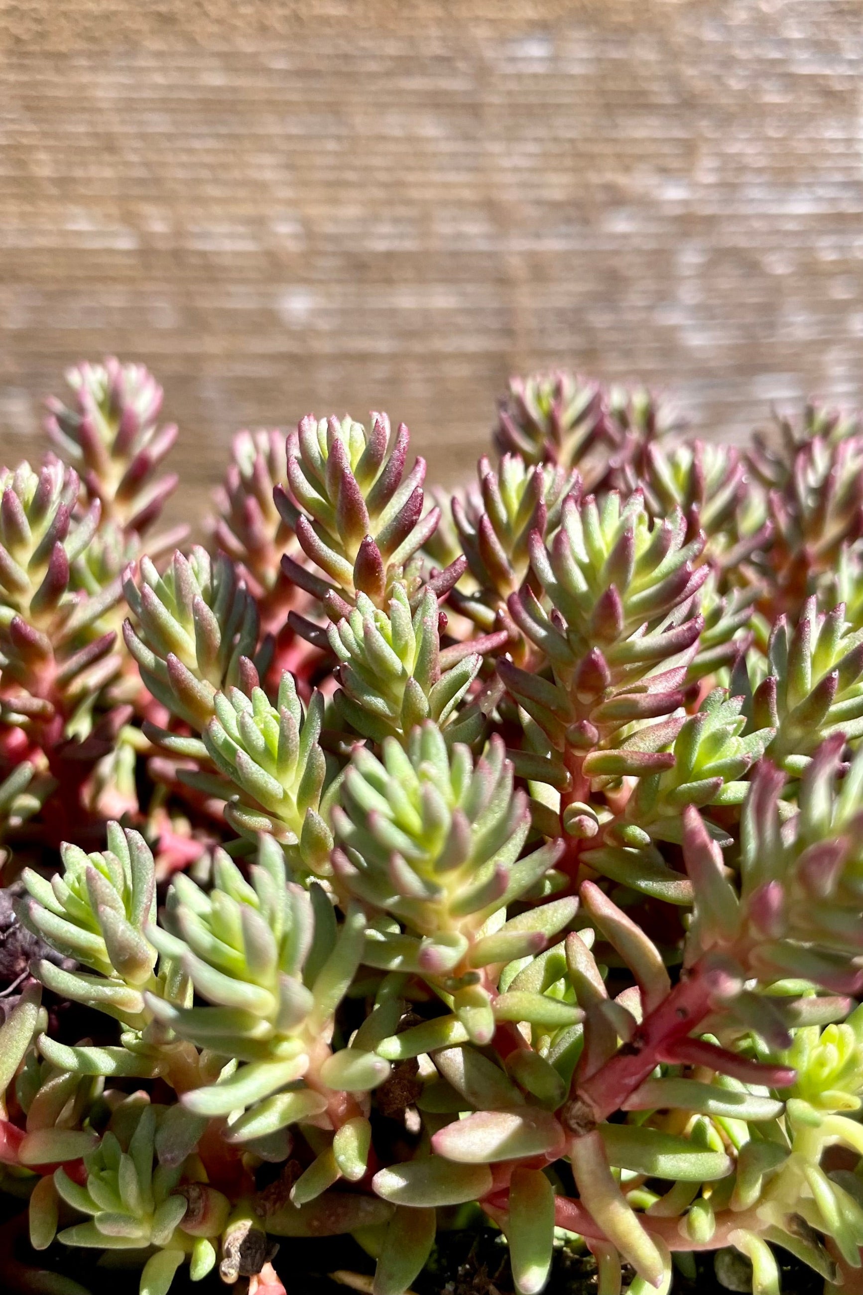 A detail pic of Sedum 'Red Wiggle' the middle of April beginning to show its vibrant green and red colorations. ©Sprout Home
