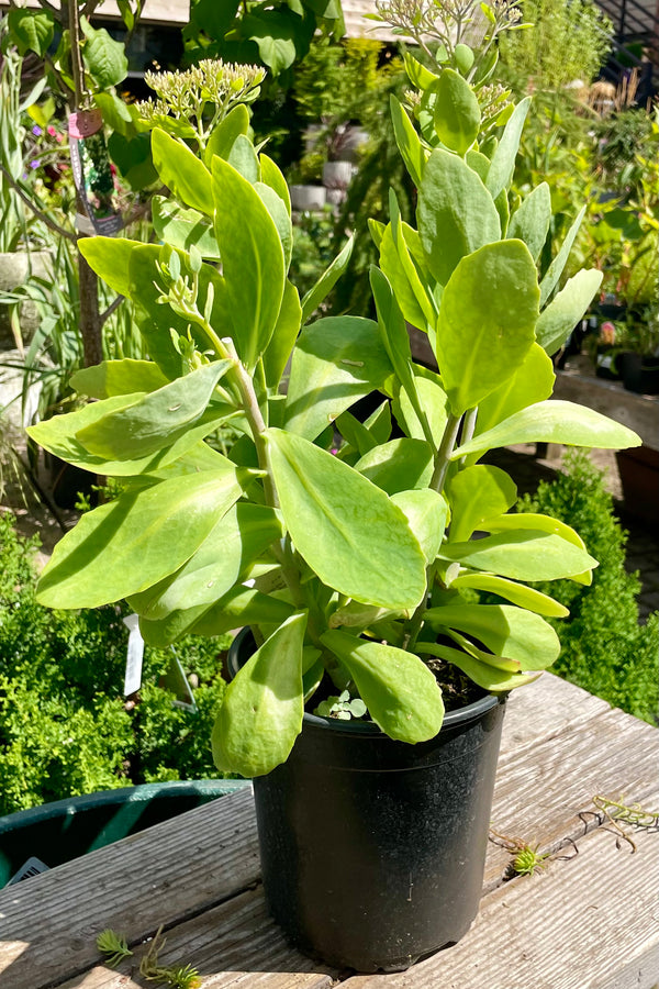 Sedum 'Brilliant' in a #1 pot the end of July showing bud about to bloom above the thick green foliage. 