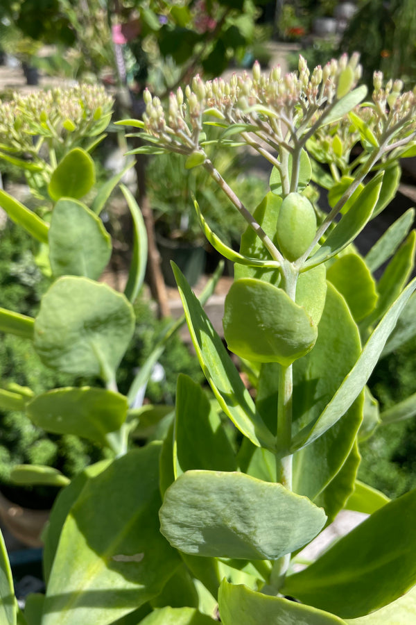 Sedum 'Brilliant' just starting to show buds before bloom above its thick foliage the end of July. 