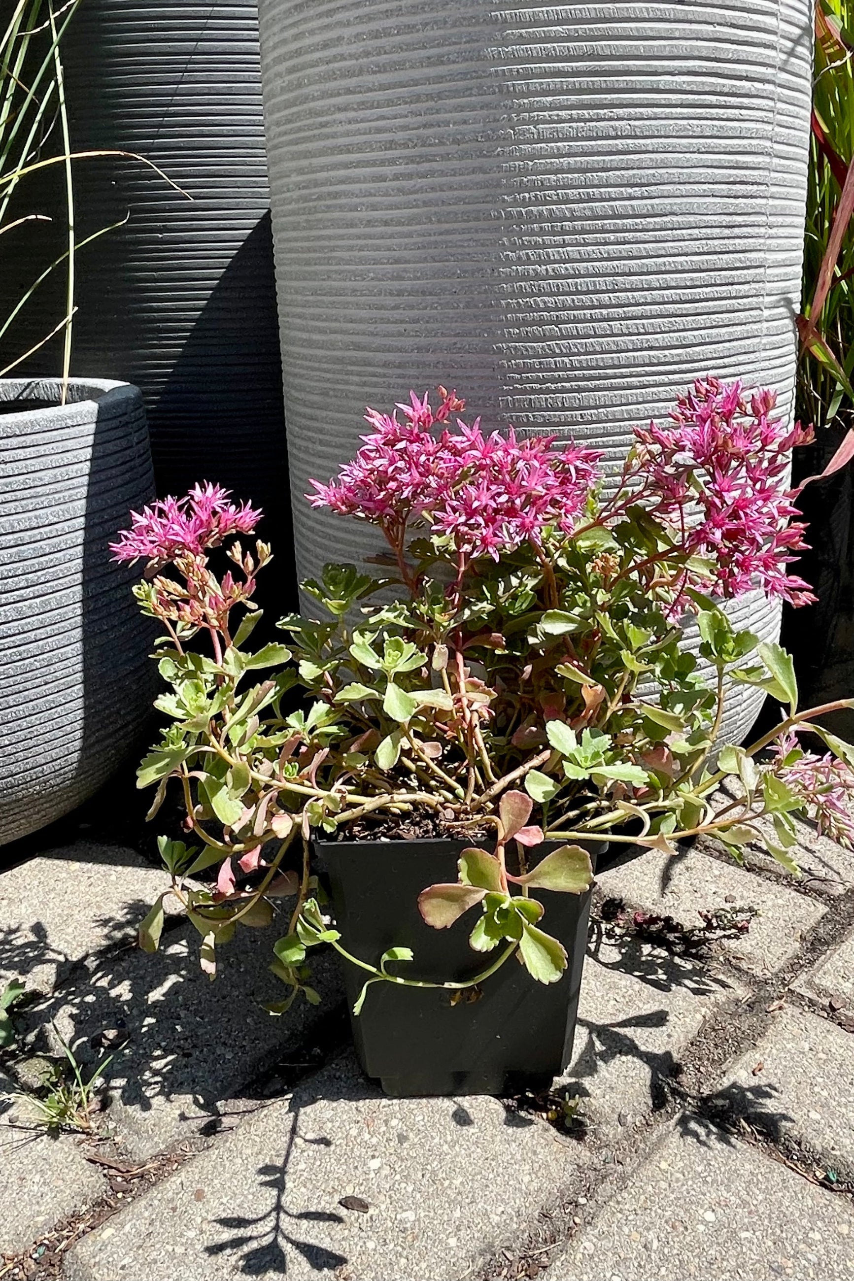 Sedum 'Dragon's Blood' sedum in a quart size in bloom mid July with its pink flowers at Sprout Home.©Sprout Home