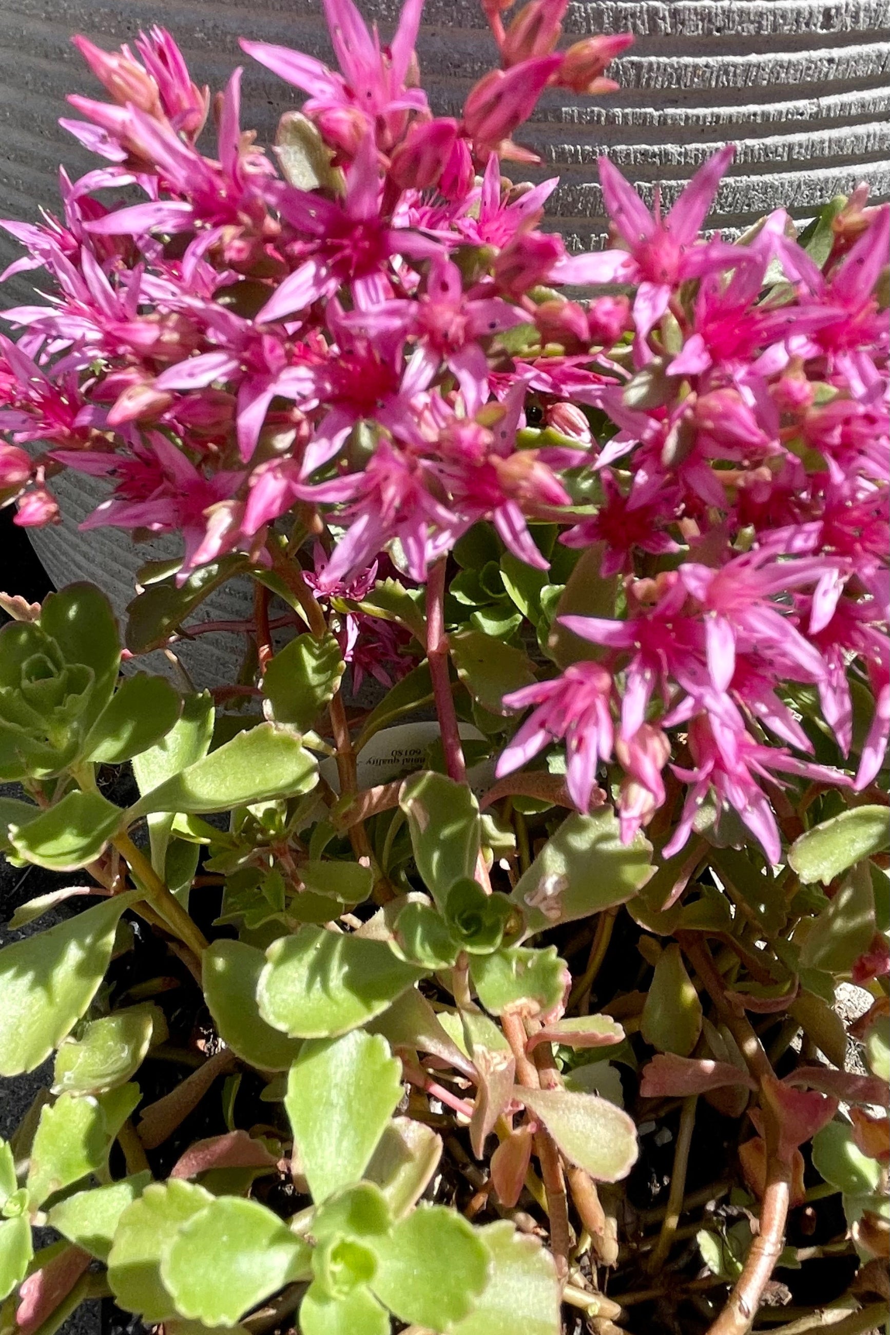 The pink flowers of the Sedum 'Dragon's Blood' stonecrop blooming in mid July above its succulent foliage at Sprout Home. ©Sprout Home
