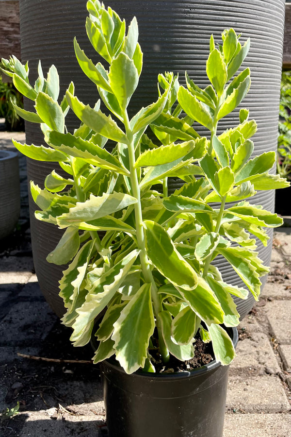 Sedum 'Elsie's Gold' in a #1 pot size showing the yellow edges green thick toothed leaves at the end of June at Sprout Home.