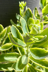The bright green with lemon edged  toothed thick leaves of Sedum 'Elsie's Gold' the end of June at Sprout Home. 