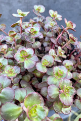 Detail of the thick rounded leaves of Sedum 'Fuldaglut' in mid April showing shades of red and green