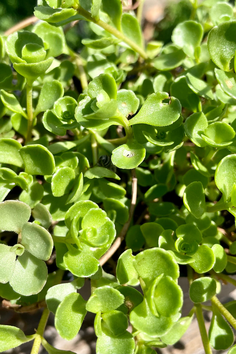 detail picture of the thick succulent green leaves of the Sedum 'John Creech' the end of July