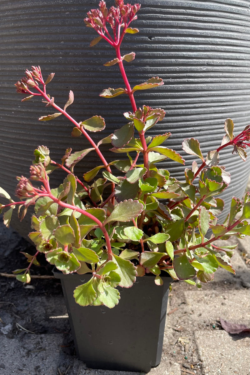 1qt size pot of the Sedum 'Red Carpet' perennial budding and beginning to bloom its dark red flowers above thick green red foliage at the end of June at Sprout Home. 