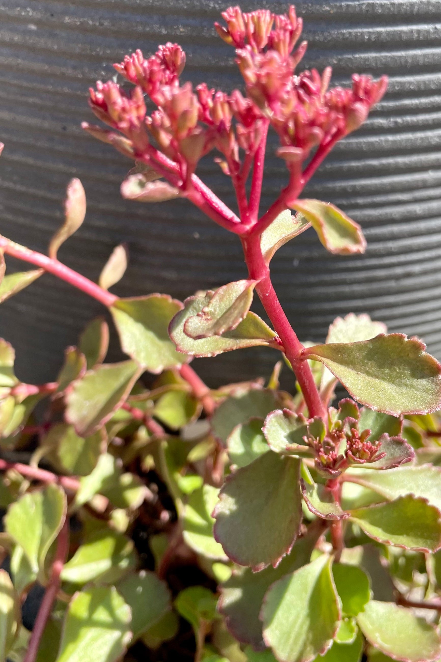 a detail picture of the bud and beginning bloom of the Sedum 'Red Carpet' with the thick green to burgundy leaves and red stems at the end of June at Sprout Home. ©Sprout Home