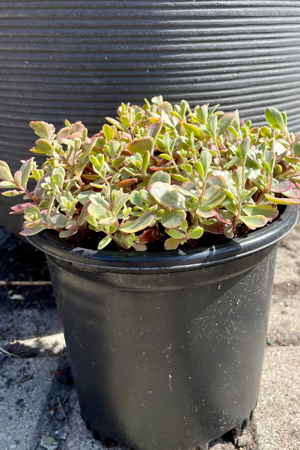 Sedum 'Wildfire' in a #1 container the end of June showing the thick succulent like leaves in various colors in front of gray horizontal banding at Sprout Home.