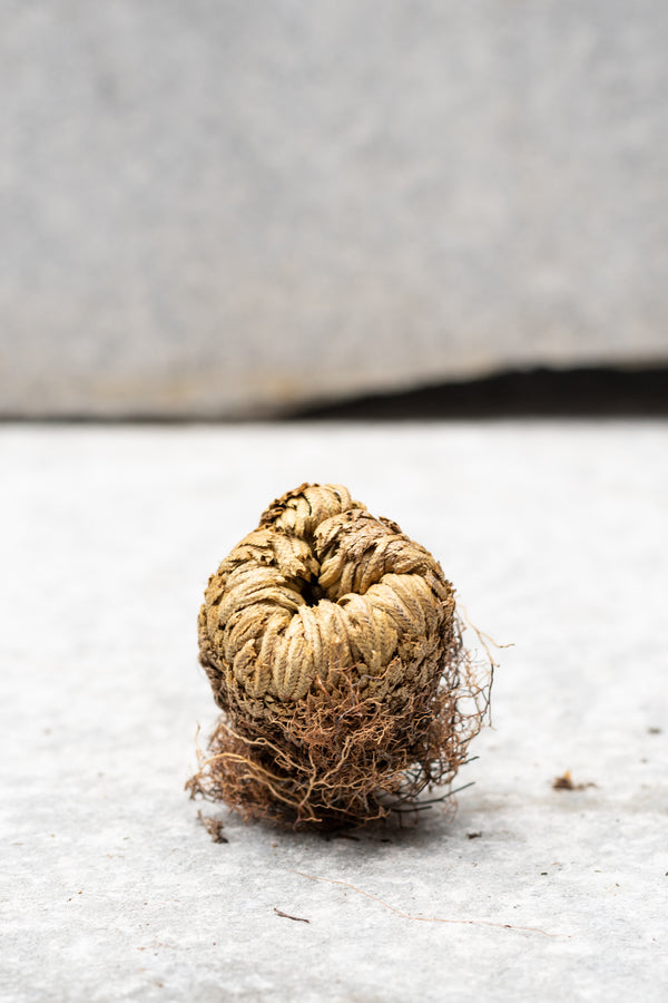 Selaginella lepidophylla "Resurrection Plant"