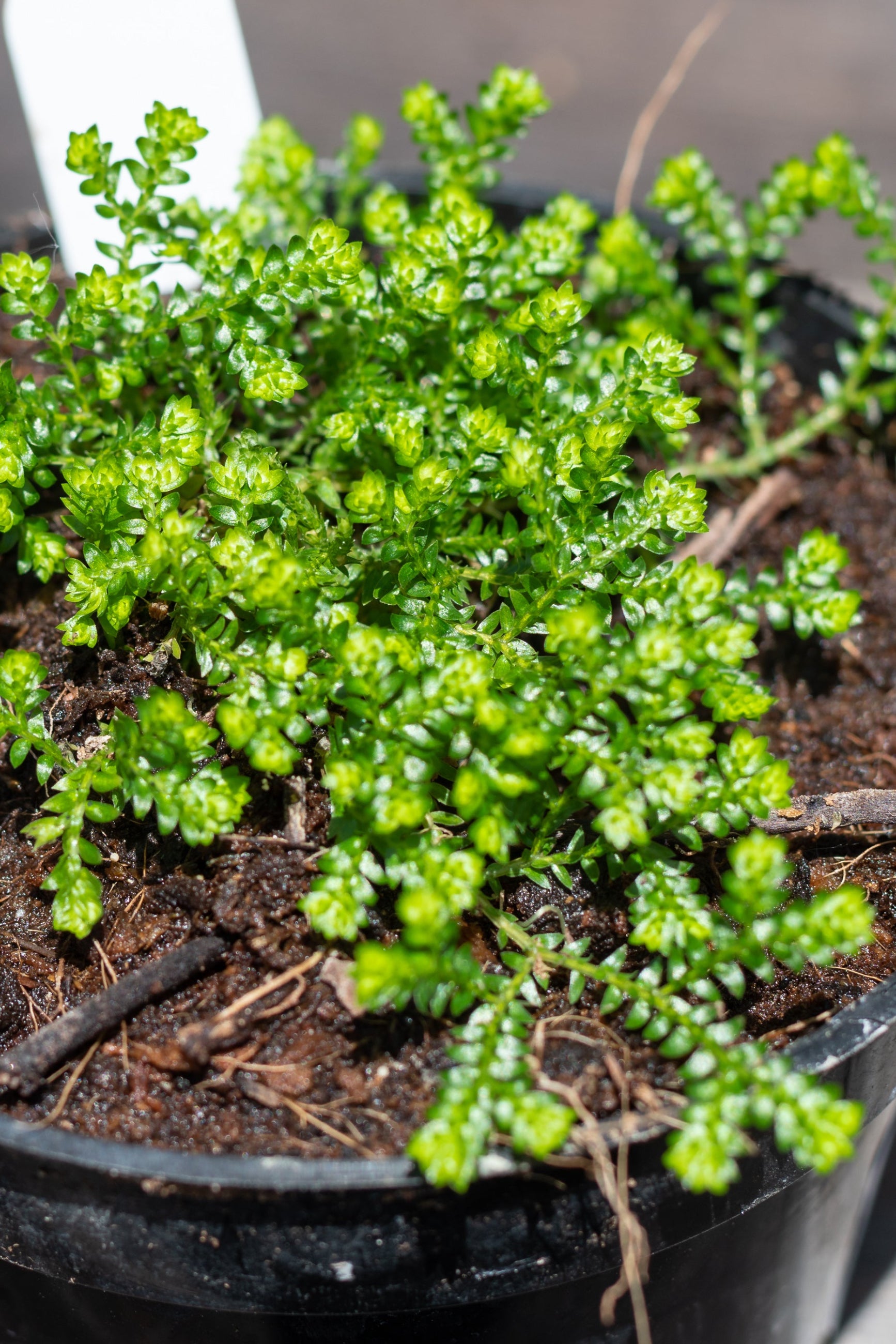 Close up of Selaginella "Club Moss" ©Sprout Home