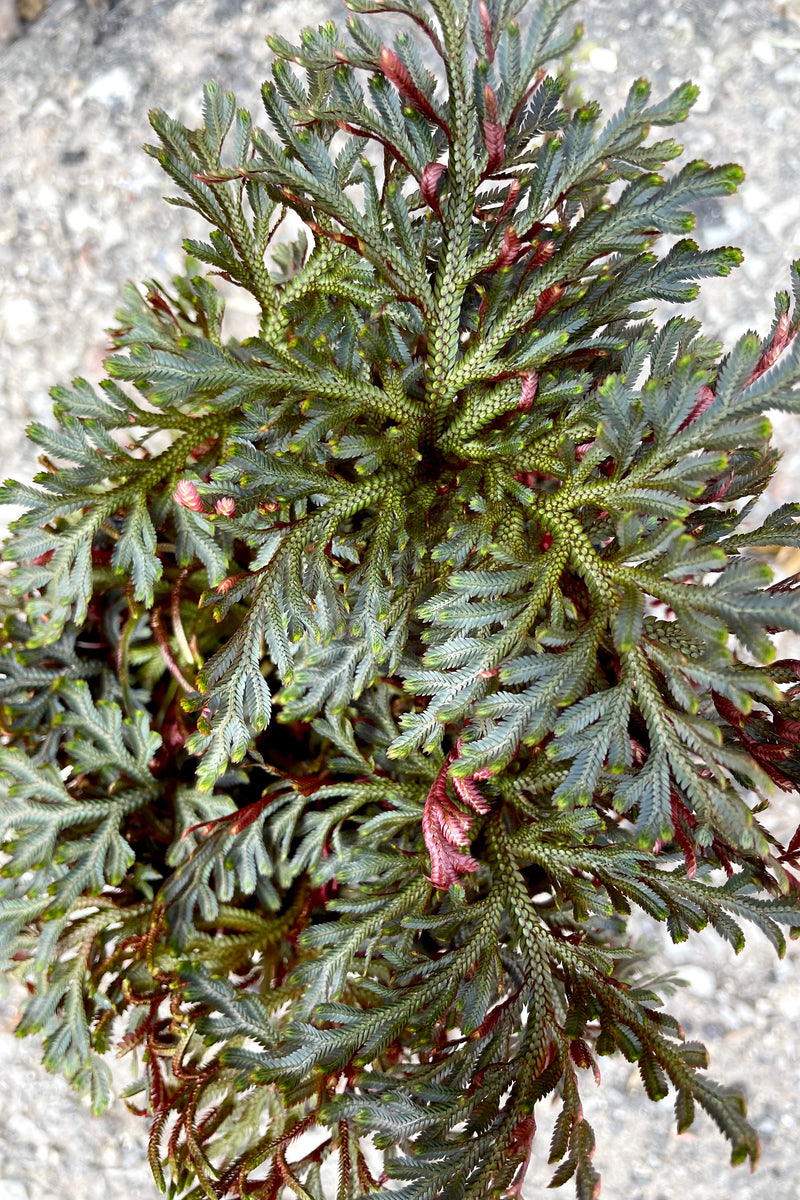 A close-up view of the 4" Selaginella erythropus 'Sanguinea' against a concrete backdrop