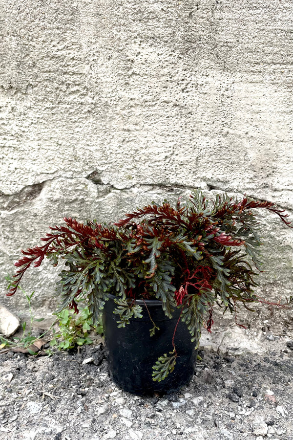 A full-body view of the 4" Selaginella erythropus 'Sanguinea' against a concrete backdrop