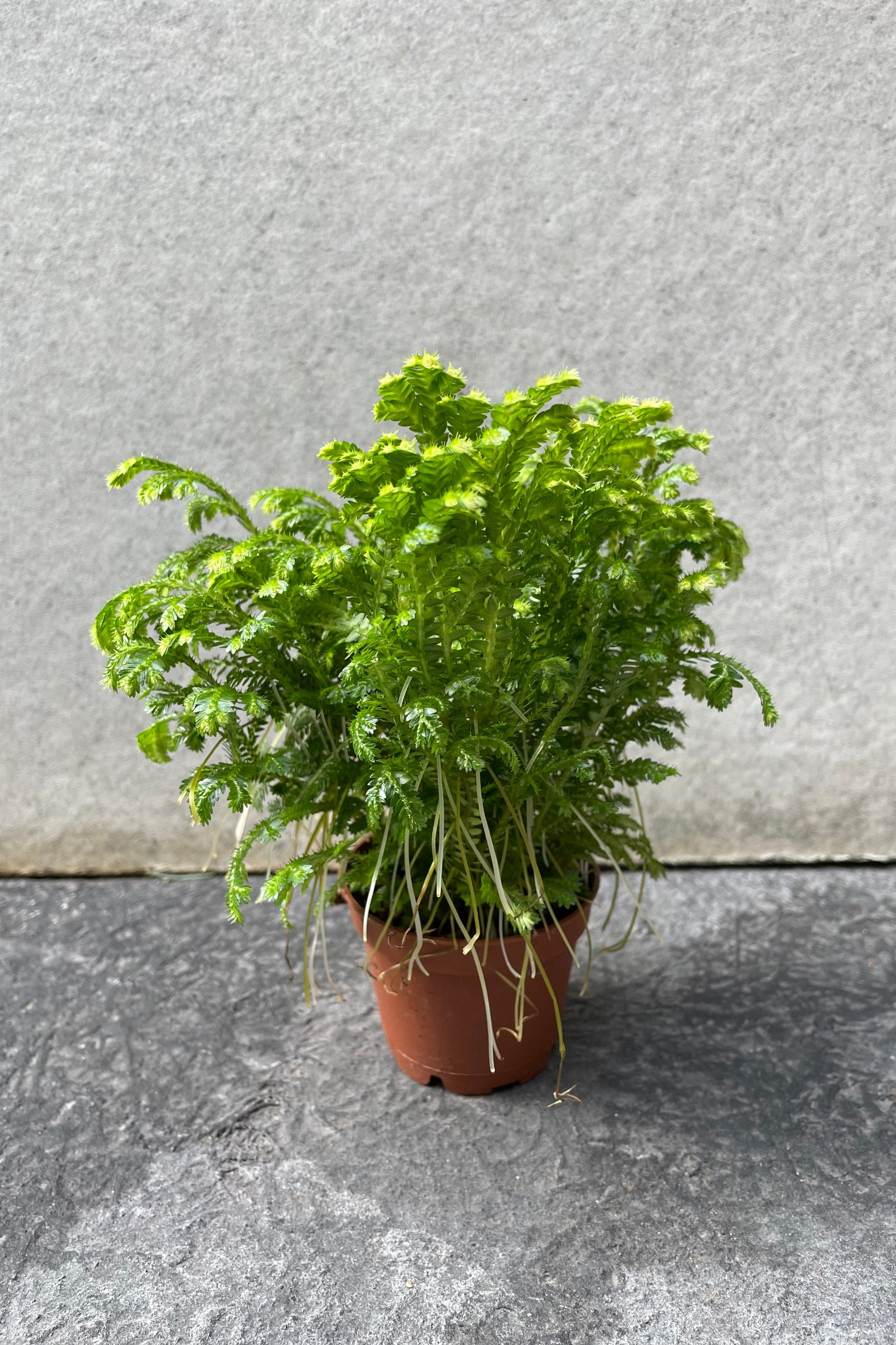 Selaginella kraussiana "Frosty Fern" in grow pot in front of grey background ©Sprout Home