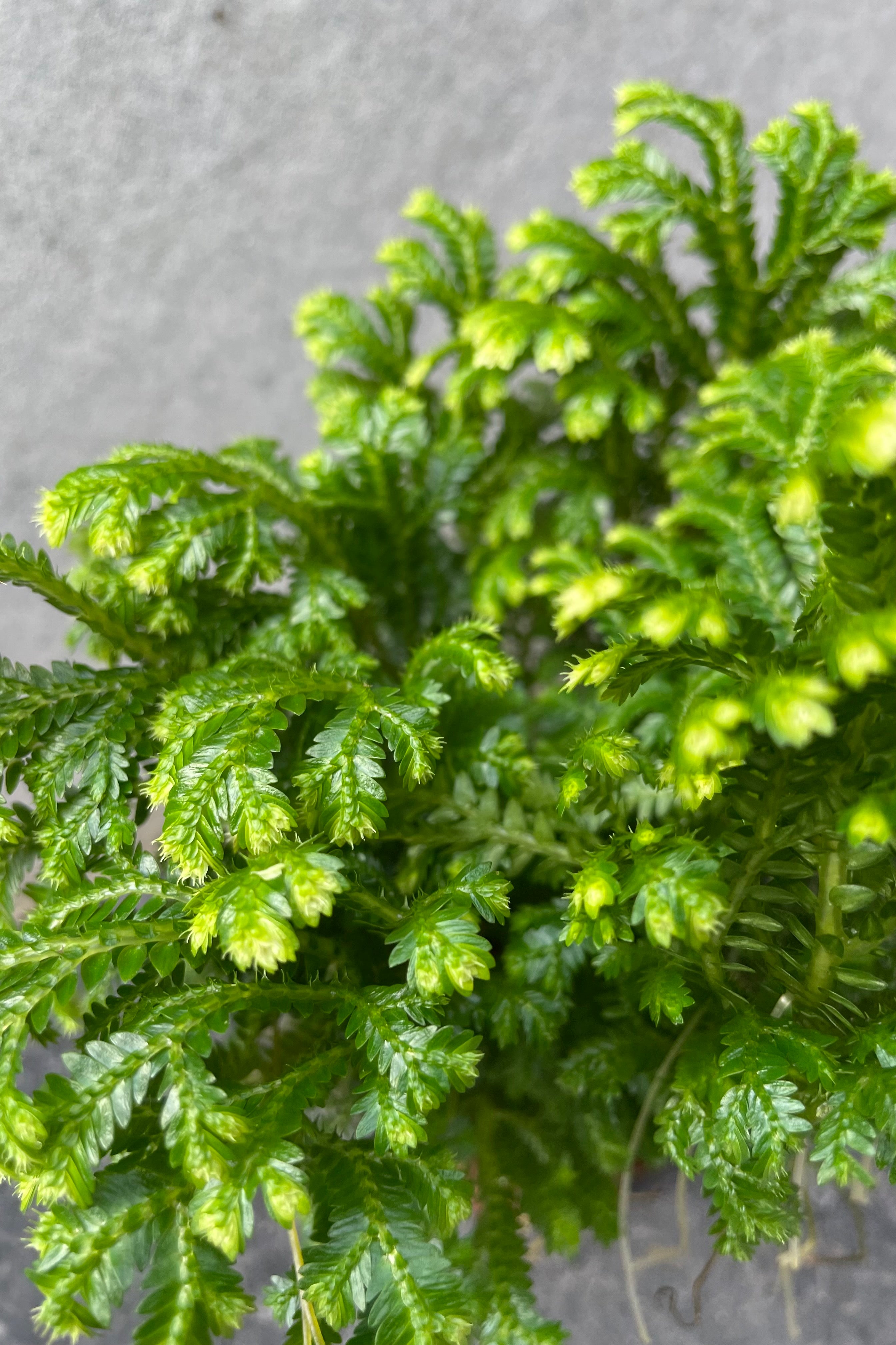 Close up detail of Selaginella kraussiana "Frosty Fern"