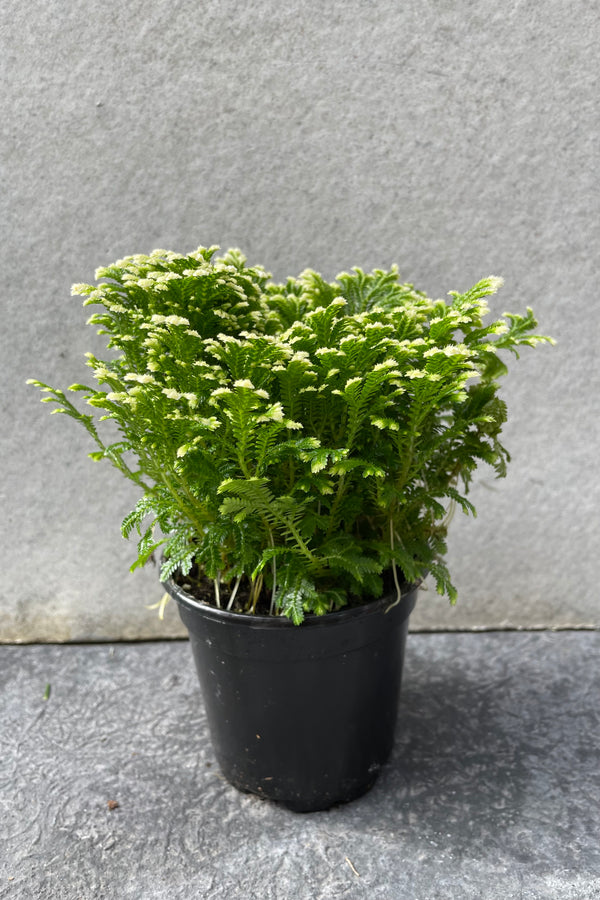 Selaginella kraussiana "Frosty Fern" in grow pot in front of grey background